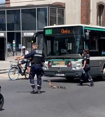 Des policiers aident une famille de canards à traverser la route