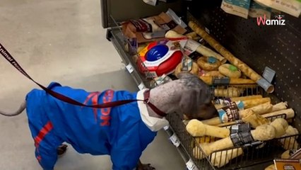 Un chiot se retrouve seul à la mort de sa mère : son histoire va émouvoir des milliers d’internautes