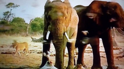 Découverte des Lions : Le Roi de la Savane 🦁