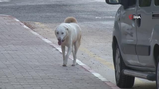 Dershaneye giderken köpeklerin saldırdığı çocuğu esnaflar kurtardı