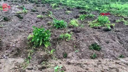 Rize'de sağanak sele neden oldu. 1 ev yıkıldı, 8 ev boşaltıldı