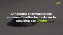 L'industrie pharmaceutique sommée d'arrêter les tests sur le sang bleu des limules