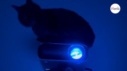 Après avoir tout tenté pour réveiller ses maîtres, ce chat invente une nouvelle technique machiavélique (vidéo)