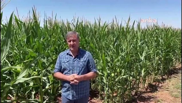 Mısır Üreticileri TMO'nun Fiyat Politikasına Tepki Gösterdi