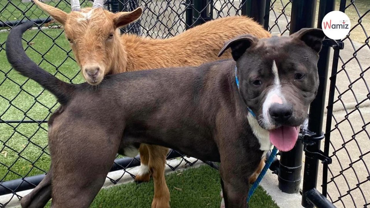 Un chien et une chèvre sont meilleurs amis : les bénévoles du refuge n'ont jamais rien vu de tel (Vidéo)