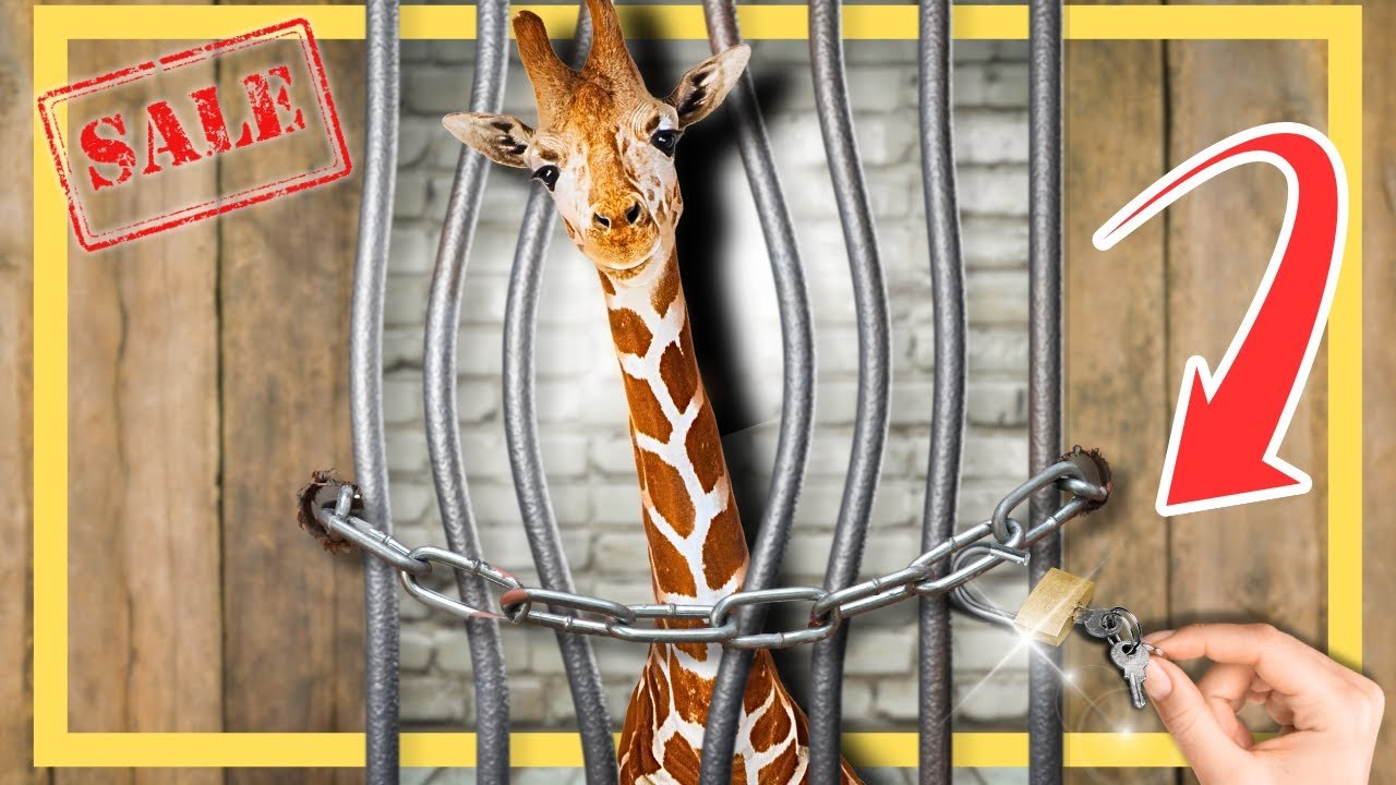 Zum ersten Mal werden wilde Tiere Freigelassen