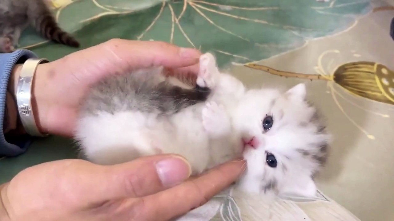 Baby Cat ❤ Cute and Funny Cat Videos Compilation 2023