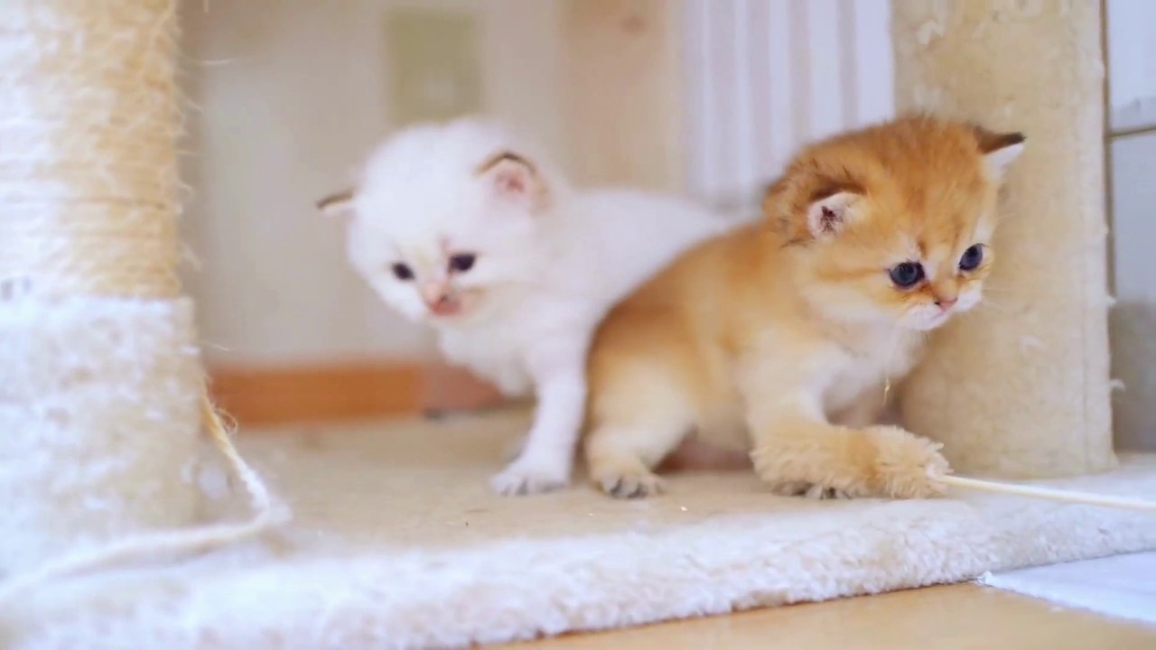Baby Cat ❤ Cute and Funny Cat Videos Compilation 2023