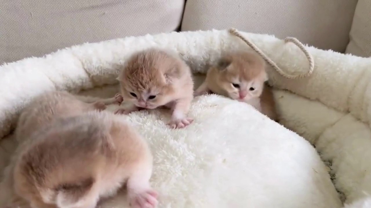 Baby Cat ❤ Cute and Funny Cat Videos Compilation 2023