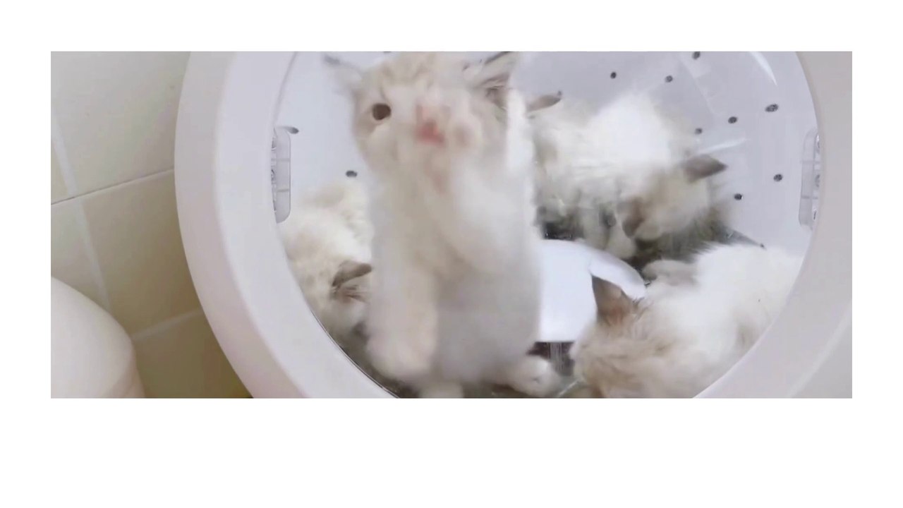Baby Cat ❤ Cute and Funny Cat Videos Compilation 2023