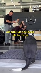Ce chien reçoit un cadeau sur-mesure de la part de cette célèbre marque
