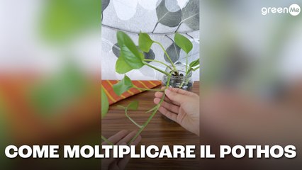 Come moltiplicare il Pothos