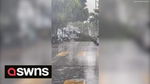 Tropical Storm Hilary: Video shows fallen tree in Los Angeles
