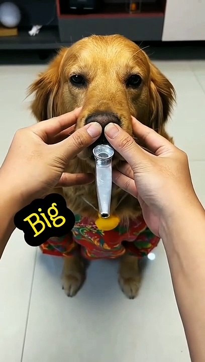 The best funny animals videos  dog funny videos - viral funny dog videos clip