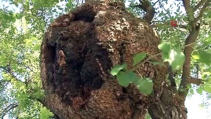 Yedi asır sonra öldü denilen ağaç, bakım sonucu tekrar meyve vermeye başladı