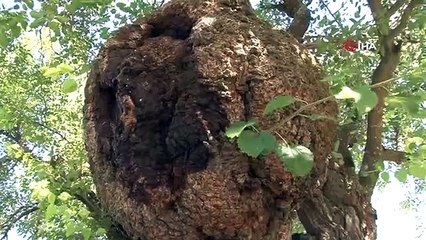 L'arbre, qui serait mort après sept siècles, a recommencé à porter des fruits grâce aux soins.