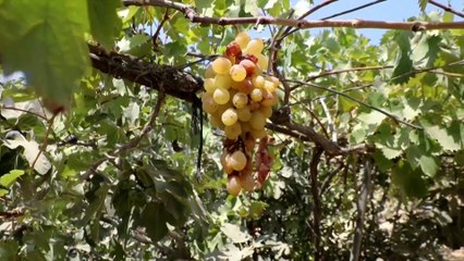 محصول العنب بفلسطين.. كيف تأثر بالتغيرات المناخية وارتفاع الأسعاء؟