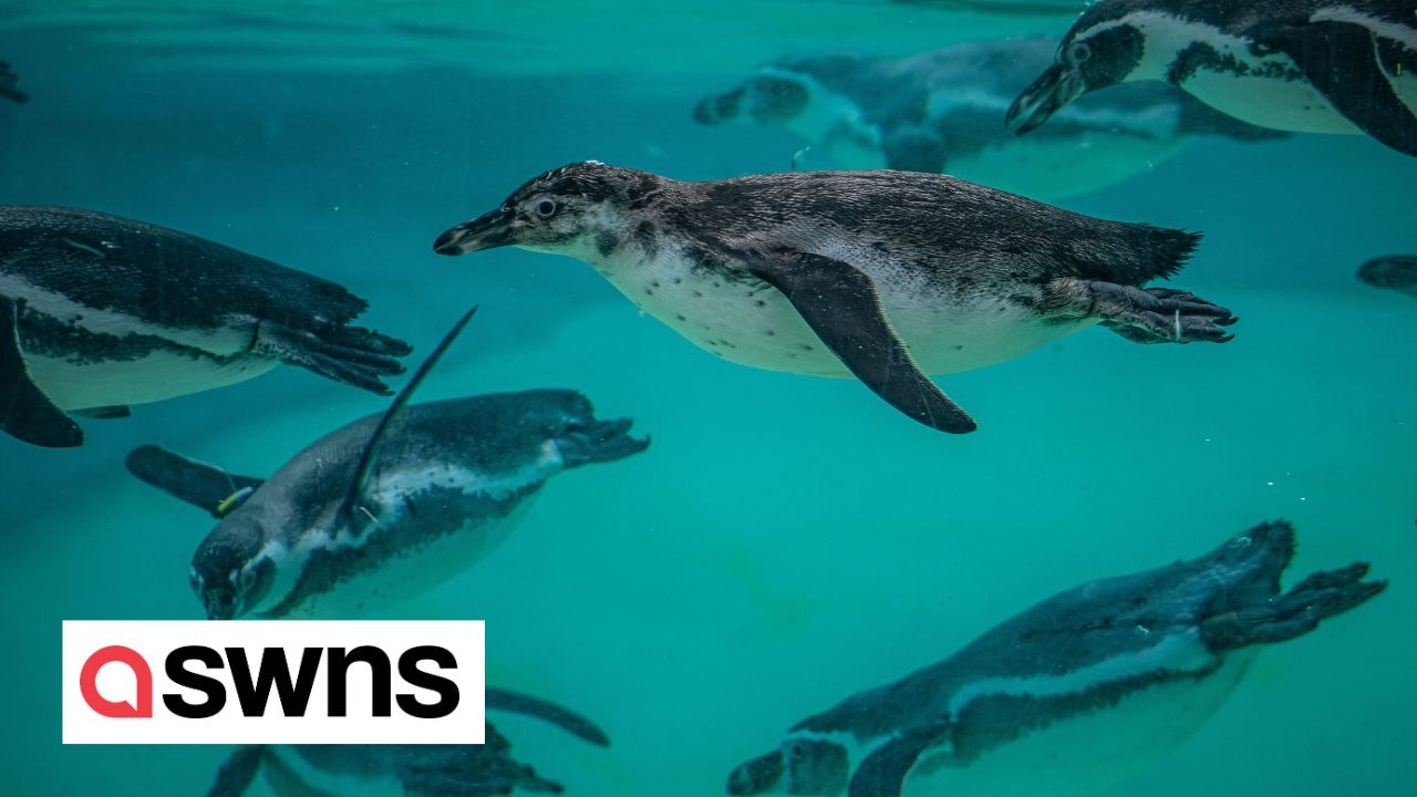 Adorable photos show baby penguin chicks taking first 'swimming lessons' at Chester Zoo