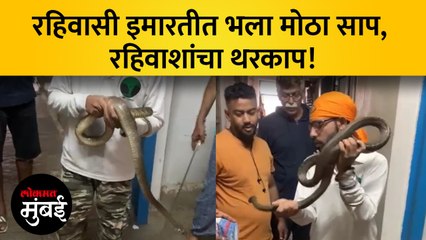 मुंबईत रहिवासी इमारतीत आढळला भला मोठा साप