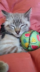 Talyss de Tends Nous la patte, est un chaton souffrant d'un syndrome cérébro-spinal suite à ce qu'il a été secoué par un chien, de plus est aveugle. Sans notre intervention, il n'aurait pu survivre dans cette vie d'errance où il est né.