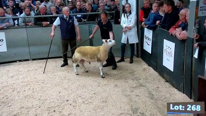Record breaking Scottish National Texel Sale, Lanark