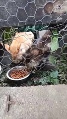 Aidez Nous à Sauver cette Communauté Féline qui se trouve sous Menace Euthanasie en contribuant par un Don sur https://www.tendsnouslapatte.com/