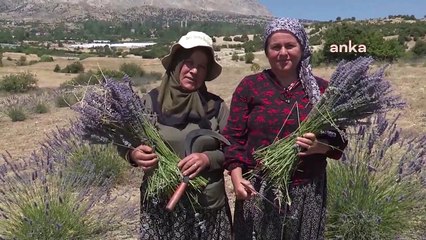 Antalya Büyükşehir Belediyesi'nden lavanta fidesi hibesi