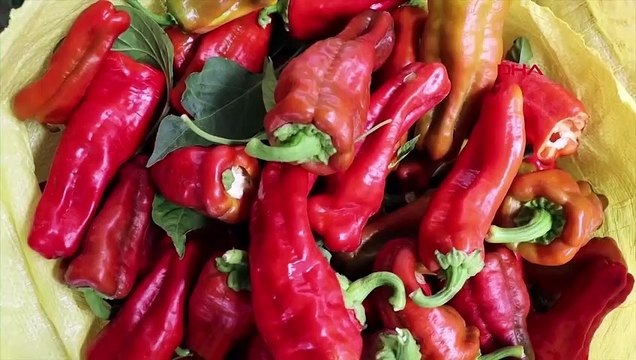 Şanlıurfa'da Biber Hasadı Sonrası İsot ve Salça Üretimi
