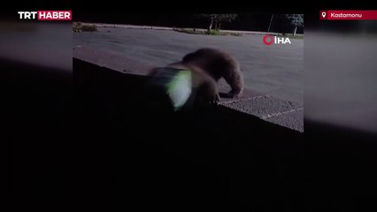 Kastamonu'da ilçe merkezine inen ayı başını tenekeye sıkıştırdı