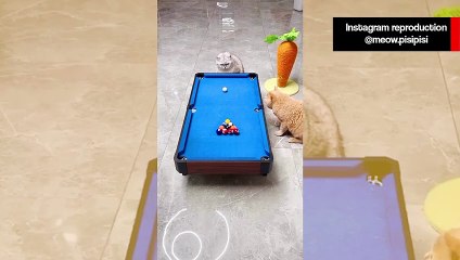 Vídeo hilário: conheça o gato que é o melhor jogador de sinuca do mundo