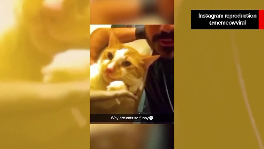 Melhores Vídeos Engraçados do tik tok De Gatos e Cães - Tente não rir  impossível Vídeo engraçado 