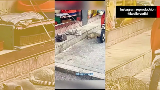 Vídeo impressionante: gatos corajosos enfrentam cães, leão e até crocodilo