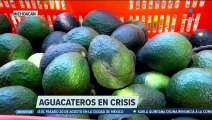 Productores de aguacate en Michoacán denuncian 