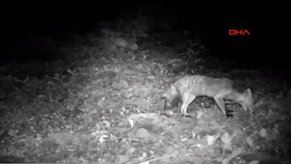 Bartın'da Yaylalarda Tilki ve Karacalar Kayıt Altına Alındı