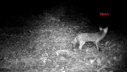 Renard et chevreuil enregistrés dans les hautes terres de Bartın