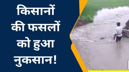 बाराबंकी : नहर कटान से हजारों बीघा धान की फसल तबाह, देखें मंज़र