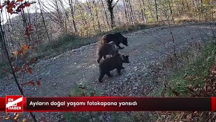Ayıların doğal yaşamı fotokapana yansıdı
