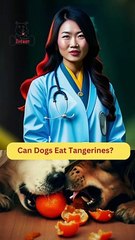 Can Dogs Eat Tangerines? | Dog Food Review | Zudaan