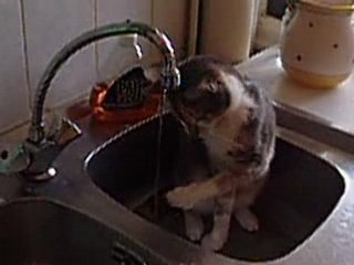 mon chat a moi