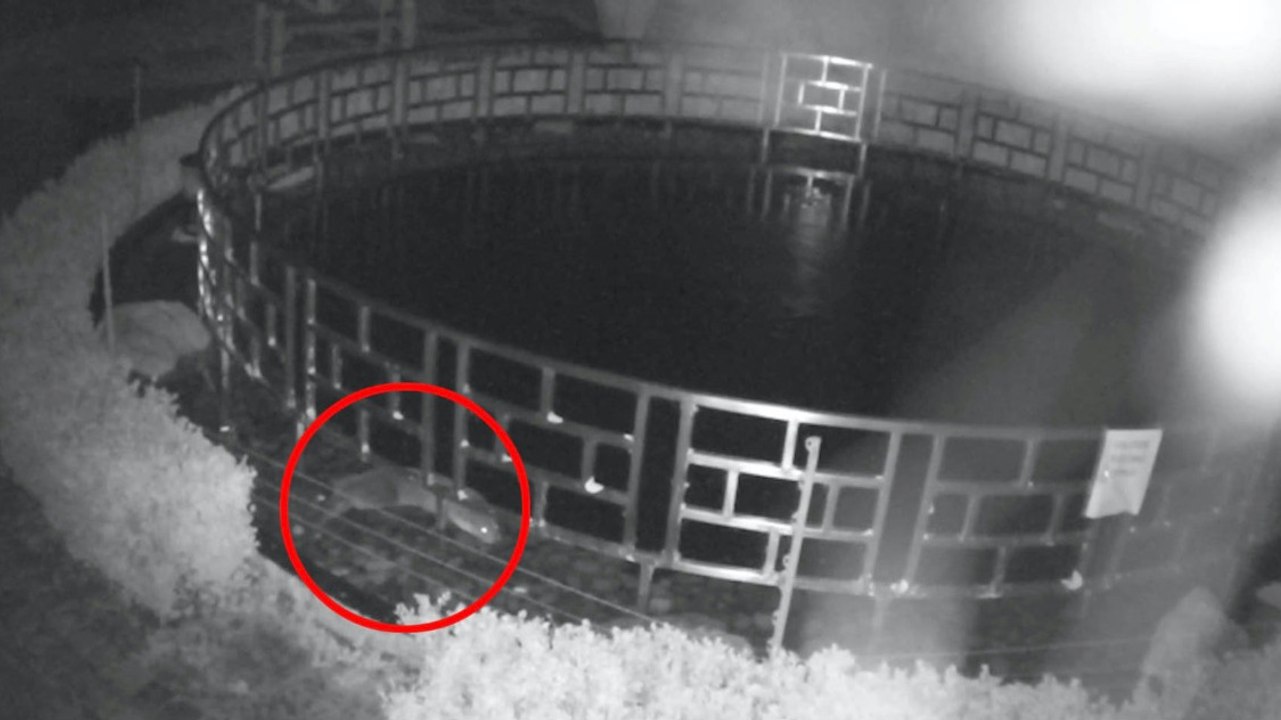 Thief Otter Caught on Security Camera Stealing...