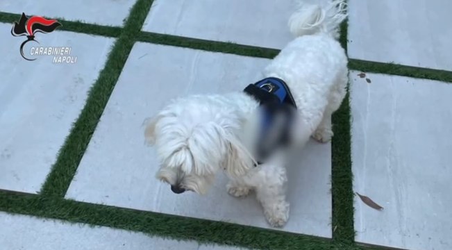 Camorra, arrestato a Varcaturo il latitante Luigi Cacciapuoti: tradito da un barboncino (25.08.23)