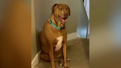 Meet the Cartoon-Looking Dog Taking TikTok by Storm