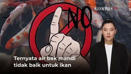 Ini lho Bahaya Pelihara Ikan di Bak Mandi, Efeknya Nggak Main-main | SINAU