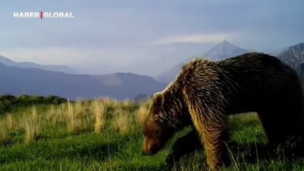 Ayıların doğal yaşamı fotokapana yansıdı