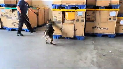 Receita Federal apreende em Correios de Fortaleza quase 3 kg de skunk vindo dos EUA