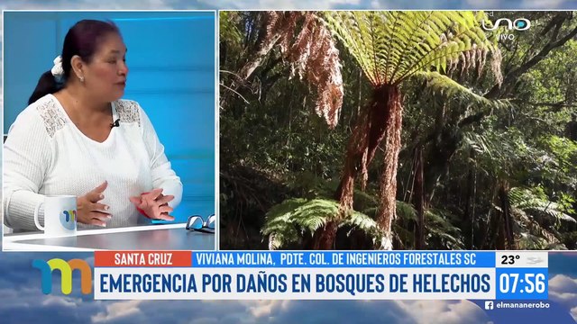 Emergencia por daños en bosques de helechos
