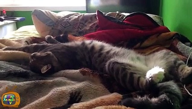 Funny Cats Sleeping - Funny Cute Cats Compilation - Sleeping Cats Part 1