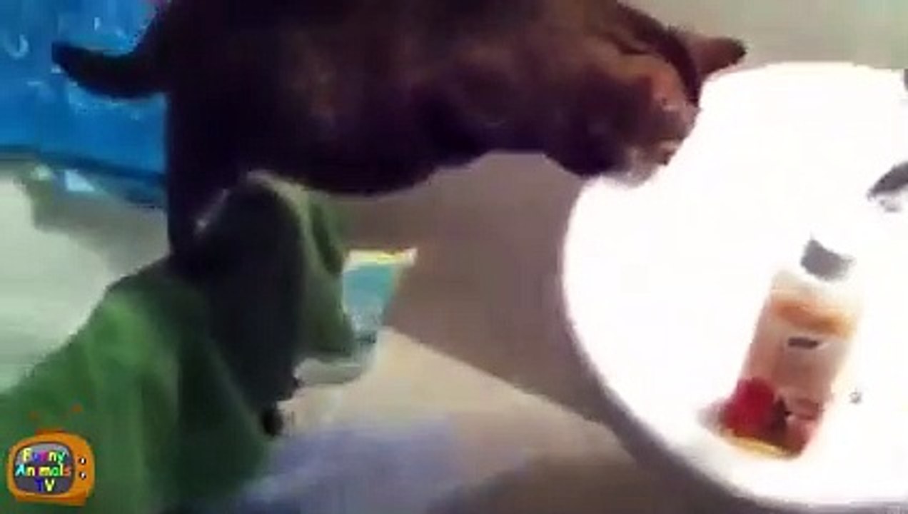 Animal Fails of the Week 1 December 2015 - Animal Fail Videos - Animal Fails Compilation 2015