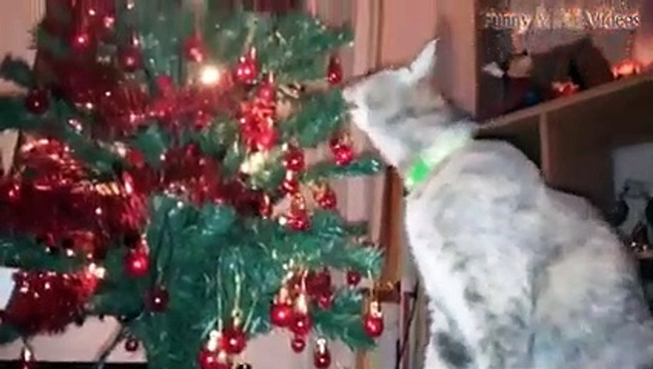 Animal Fails of the Week 1 February 2016 - Animal Fail Videos - Animal Fails Compilation 2016