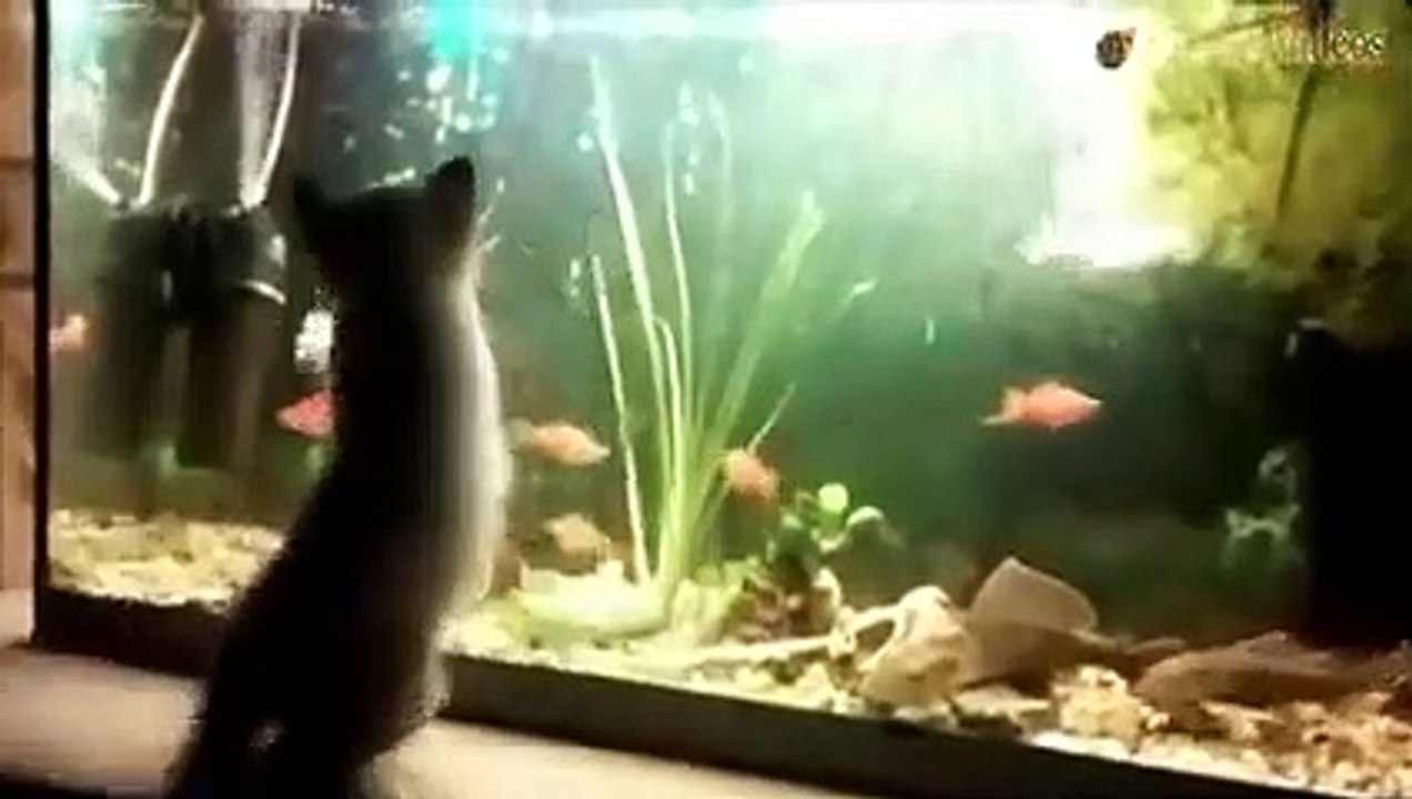 Animal Fails of the Week 1 May 2016 - Animal Fail Videos - Animal Fails Compilation 2016